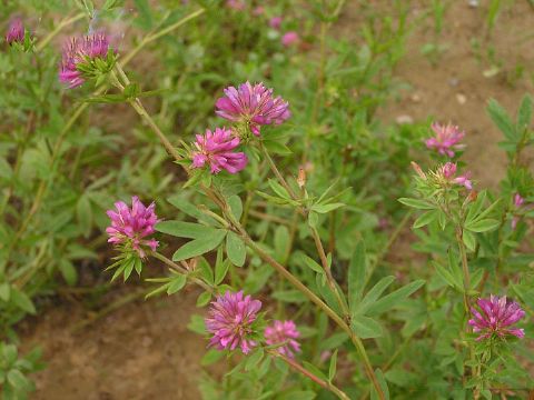 Trifolium Lupinaster  Extract 